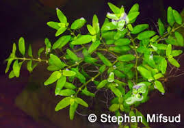 Image result for Elatine