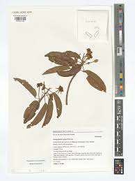 Image result for Nesogordonia