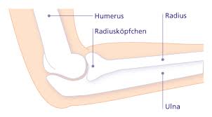 Radiuskopfchenfraktur Symptome Diagnose Und Behandlung Gelenk Klinik De