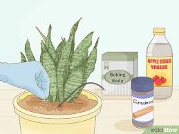 Keep doing this until the top of the soil dries out. 3 Ways To Get Rid Of Mold On Houseplants Wikihow