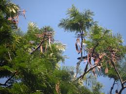 Image result for Parkia