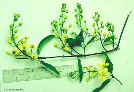 Image result for Malpighiaceae