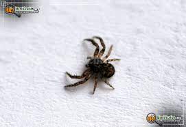 They are small, only about 1cm across. Ground Crab Spider Xysticus Spp