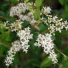 Image result for Ligustrum sinense
