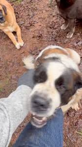 Bonded pairs are beautiful however Codependent pairs can, be stressful and  even dangerous , Bonded Pairs : one of the most misunderstood concepts in  the dog world., Everything I’m sharing here is ...