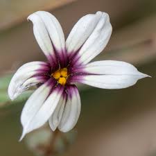 Image result for Sisyrinchium micranthum
