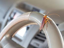 Having known that this method is effective in dealing with cockroaches, how would you know if you are buying the best roach fogger and bombs that suits your requirements? How To Get Rid Of Roaches In A Car Cash Cars Buyer