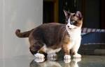 The 5 Smallest Cat Breeds In Existence - iHeartCats