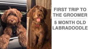 Check spelling or type a new query. Puppy First Trip To The Groomer Puppy Costumes 5 Month Old Labradoodle Puppy Youtube