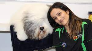 Смотрите популярные видео от этих авторов: Second Chance Animal Rescue Opens New Low Cost Hospital In Craigieburn Herald Sun