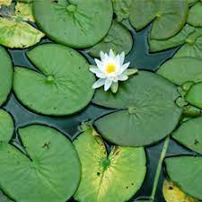 This is the new ebay. Floating Pond Weeds Control Tri County Aquatics Inc