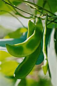 After the days have passed, check the beans. Lima Bean Better Homes Gardens
