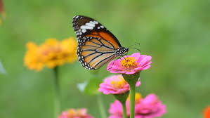Their vivid wing coloration and fluttering flight path lend a special touch of beauty to nature. Butterfly Eating Pollen Flower Stock Footage Video 100 Royalty Free 2604353 Shutterstock