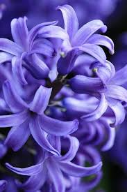 Purple Hyacinth Purple Flowers Flowers Love Flowers