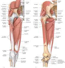 Superficial And Deep Muscles Of The Thigh Leg Muscles Anatomy Muscle Anatomy Leg Muscles
