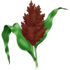 Image result for Sorghum