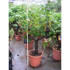 Il va vous permettre de profiter des légumes et fruits de saison tout en étant. Vente De Vigne En Cordon Gros Sujet