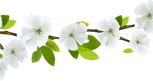 Check spelling or type a new query. Spring Flowers Branches Transparent Png Stickpng Transparent Background Floral Divider Clipart Large Size Png Image Pikpng