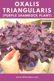 It is deciduous and goes dormant in the winter, with the foliage dying back and regrowing in the spring. Beginner S Guide To Growing Oxalis Triangularis