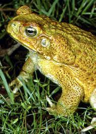 Help Stop The Spread Of Cane Toads Nsw Environment Energy And Science