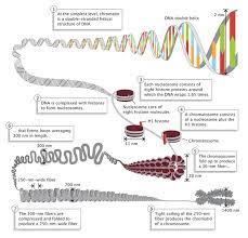 Eukaryotic Genome Complexity Learn Science At Scitable