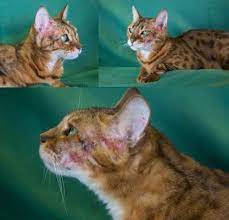 Pin On Feline Hyperthyroidism