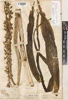 Image result for Drimia elata