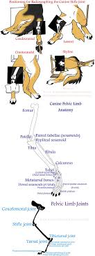 How To Take Radiographs Of The Canine Stifle Leonca Deviantart Com Tiermedizin