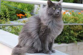 Nebelung Cat Personality Exercise Requirements Cost Adoption
