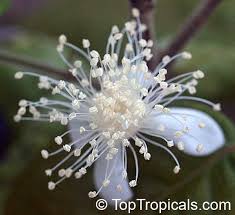 Image result for Aristida stipitata