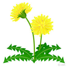 Free dandelion clipart in ai, svg, eps and cdr | also find dandelion tattoo or dandelion stencil printable clipart free pictures among +73,204 images. Dandelion Flower Clipart Free Png Image Illustoon