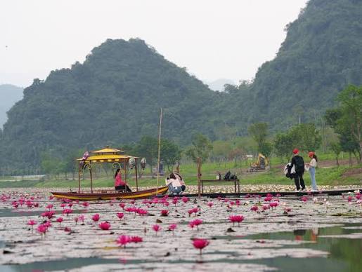 Bạn đã check-in mùa hoa súng tại Tam Chúc chưa? 🥰 Những ngày này, Tam Chúc bắt đầu vào mùa hoa súng, một trong những thời điểm đẹp và được nhiều du