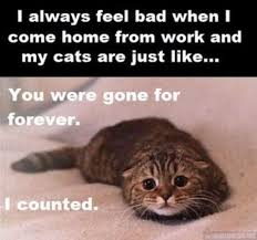 34 Super Funny And Cute Animal Pictures Crazy Cats Funny Cats Cats