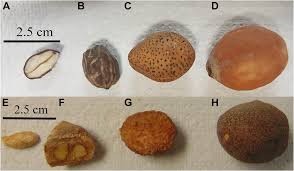 Image result for Vangueriopsis lanciflora