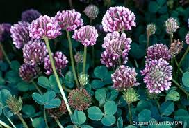 Image result for Trifolium