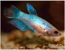 Assorted Female Betta Fighting Fish The Aquarium Factory