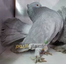 عزيزي العميل إذا كنت تنزعج من تواجد أسراب الحمام والطيور فوق منزلك والآثار السيئة التي تنتج عن ذلك وتريد التخلص من ذلك الأمر وبطريقة غير مكلفة فقم على الفور بالتعامل مع شركة طارد الحمام والطيور بجدة لأن سعر طارد الحمام. Ù…Ø§Ø¦Ø¹ Ù‡Ø¬ÙˆÙ… Ù„Ù‡Ø¬Ø© Ø§Ø³Ø¹Ø§Ø± Ø§Ù„Ø­Ù…Ø§Ù… Ø§Ù„Ø¨Ù„Ø¯Ù‰ 2018 Cedarmantel Com