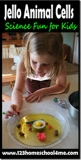 You can use jello for the cytoplasm, and use things such as canned peaches, pears, or jelly beans for the. Super Cute Jello Cell Model Animal Cell Animal Cell Project Cells Project
