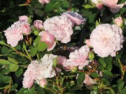 Stir in the raspberries, strawberries, and plums, cover. Zwerg Kletterrose Starlet Rose Alina Fur Deinen Garten