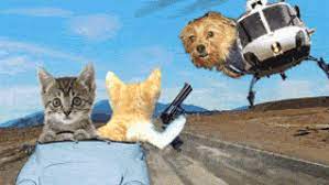 Einige der teils sehr kuriosen feiertage scheinen sinnlos und unnütz, doch. Weltkatzentag 2020 Lustige Katzenvideos Bilder Und Gifs Zum Internationalen Tag Der Katze