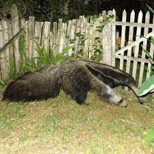 Ele recebe esse nome uma vez que sua. Tamandua Bandeira Por Perto Animais Sao Registrados Em Minas Gerais Vc No Terra Da Gente G1
