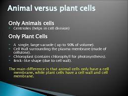 Animal cells have a cell wall made of cellulose. The Science Of Cells Riddle What Is Every