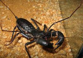 How To Care For A Whip Scorpion Cool Insects Bugs And Insects Arachnids
