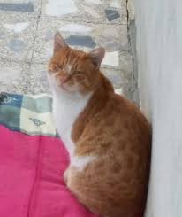 Sarman Pasa Gatos Bonitos