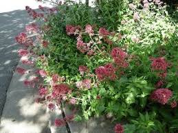 Valeriane Jardins Planter Des Fleurs Plante Vivace