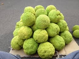 See full list on hortnews.extension.iastate.edu What To Do With Hedge Apples Hedge Apple Christmas Trees Hubpages