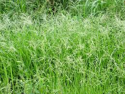Image result for Paspalum plicatulum