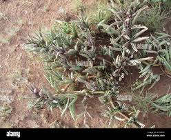 Image result for Cyphostemma hereroense