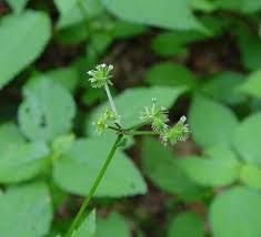 Image result for Sanicula