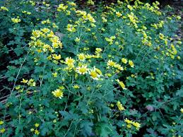 Image result for Chrysanthellum indicum